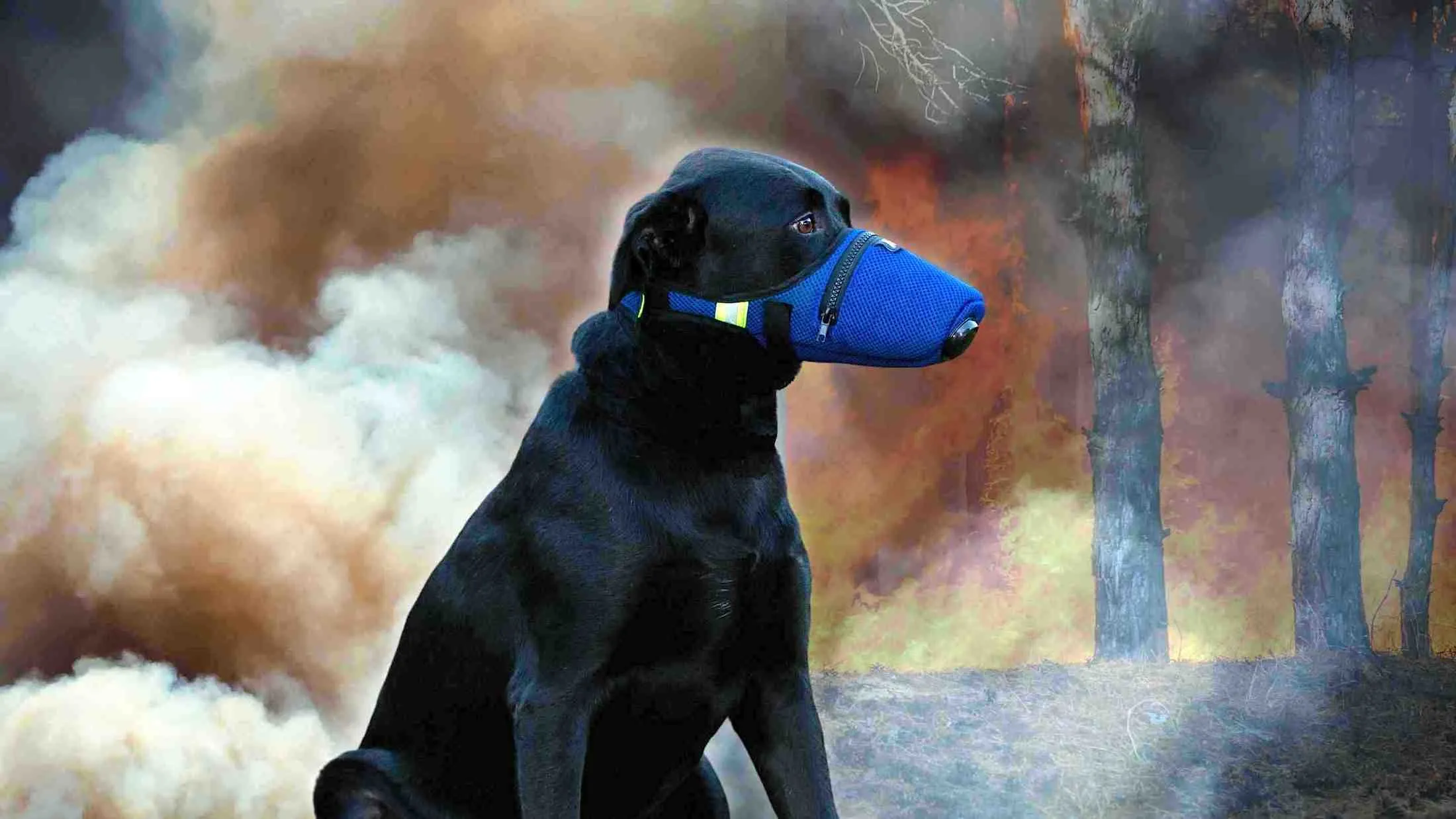 Dog N95 Mask